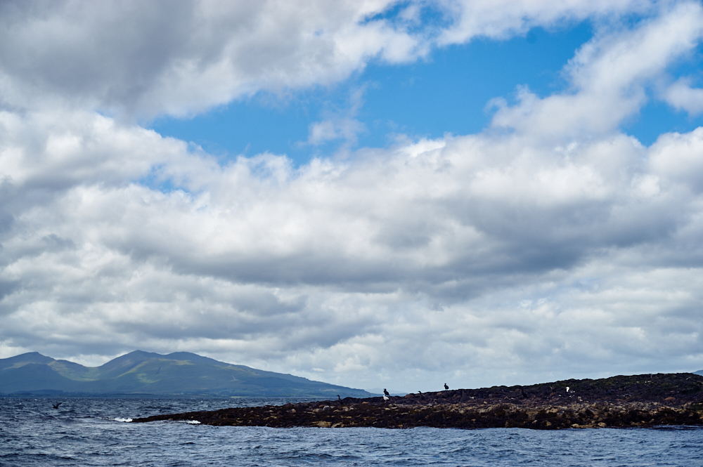 oban, scotland, uk, bay of oban, seal, water, boat trip, my trip to the hightlands