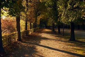 schönbrunn, summer palace, vienna, gardens, autumn, altweibersommer, indian summer, early morning, light, shadow, autumn
