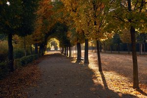 schönbrunn, summer palace, vienna, gardens, autumn, altweibersommer, indian summer, early morning, light, shadow, autumn