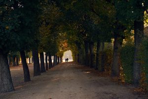 schönbrunn, summer palace, vienna, gardens, autumn, altweibersommer, indian summer, early morning, light, shadow, autumn