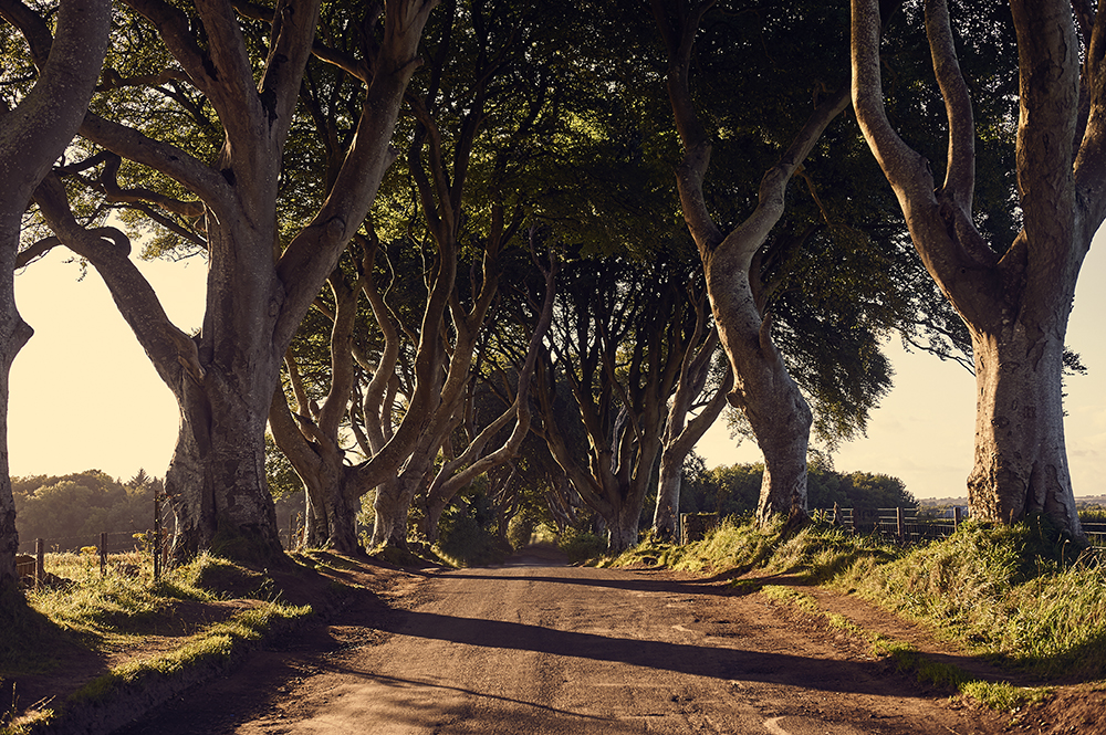 dark hedges, game of thrones, northern ireland, uk, roadtrip
