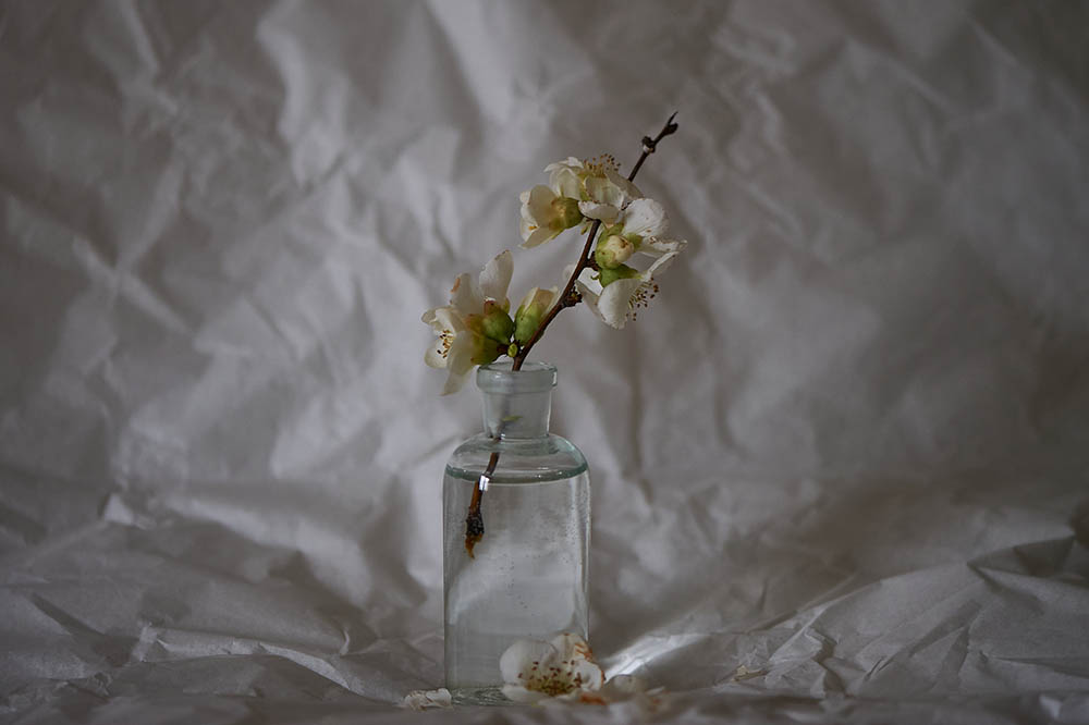 Photo stillife with some spring blooms, getting spring inside your home