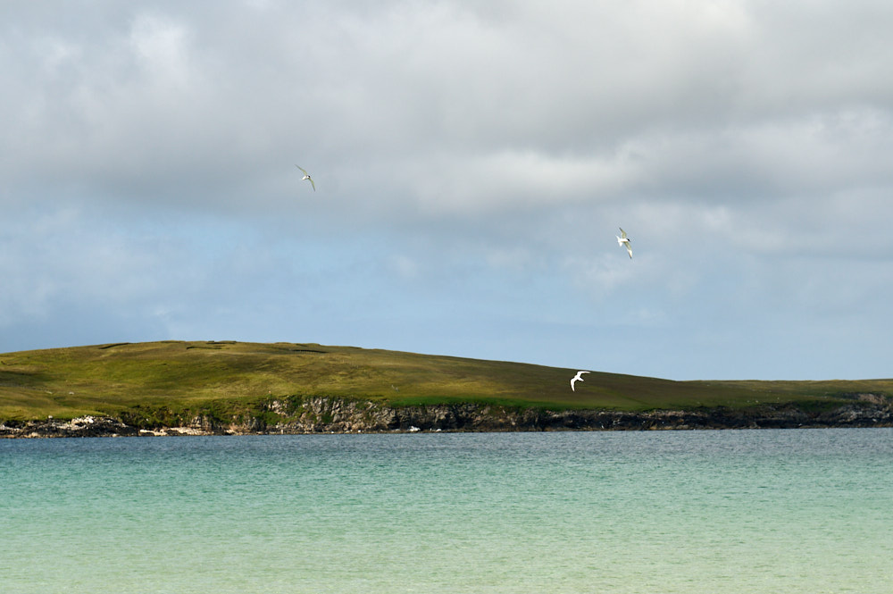 Visiting the Sands of Beckon in Yell, Shetland.