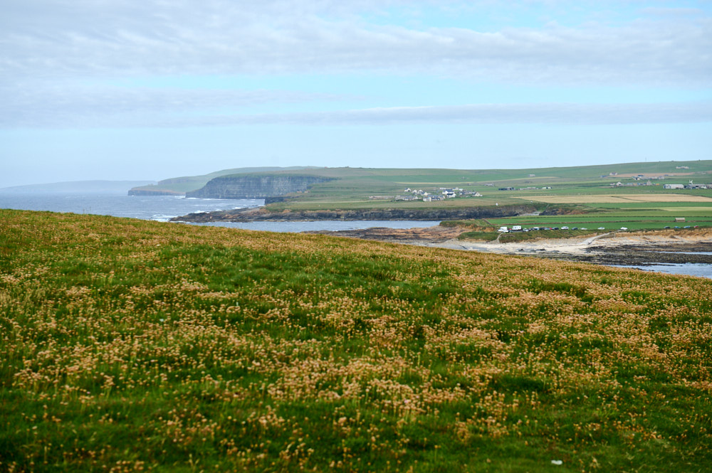 Walking on the Isle of Birsay and meeting lots of Puffins.