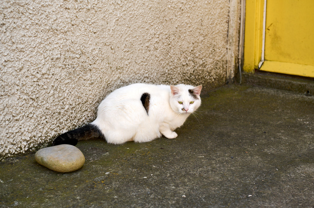 Visiting the Earl´s Palace of Birsay in Orkney and meeting a watch-cat.