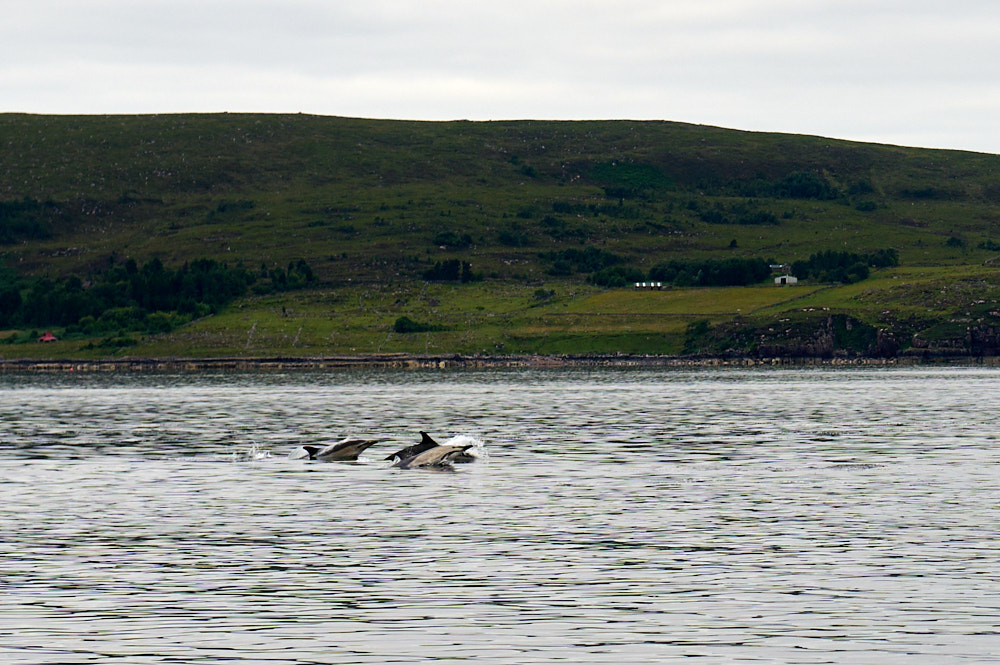 Boattrip from Ullapool to the Summer Isles and lots of wildlife!