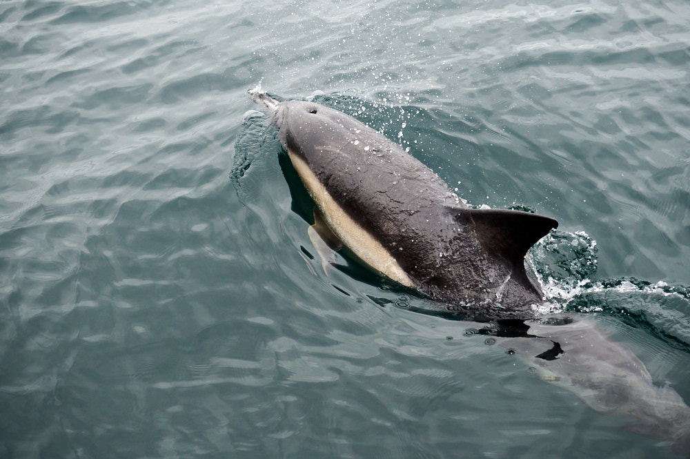 Boattrip from Ullapool to the Summer Isles and lots of wildlife!