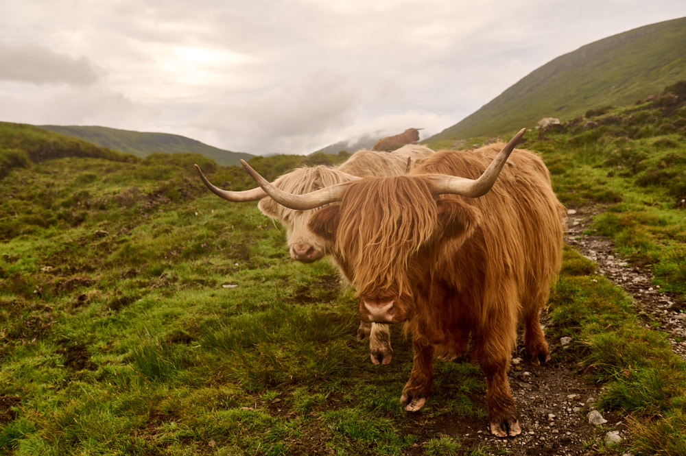 Taking a little evening stroll in North Harris and meeting Highland Cows.