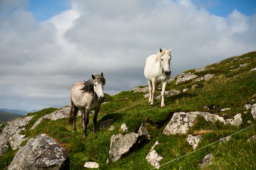 Visiting the wild ponies of Eriskay in the Outer Hebrides.