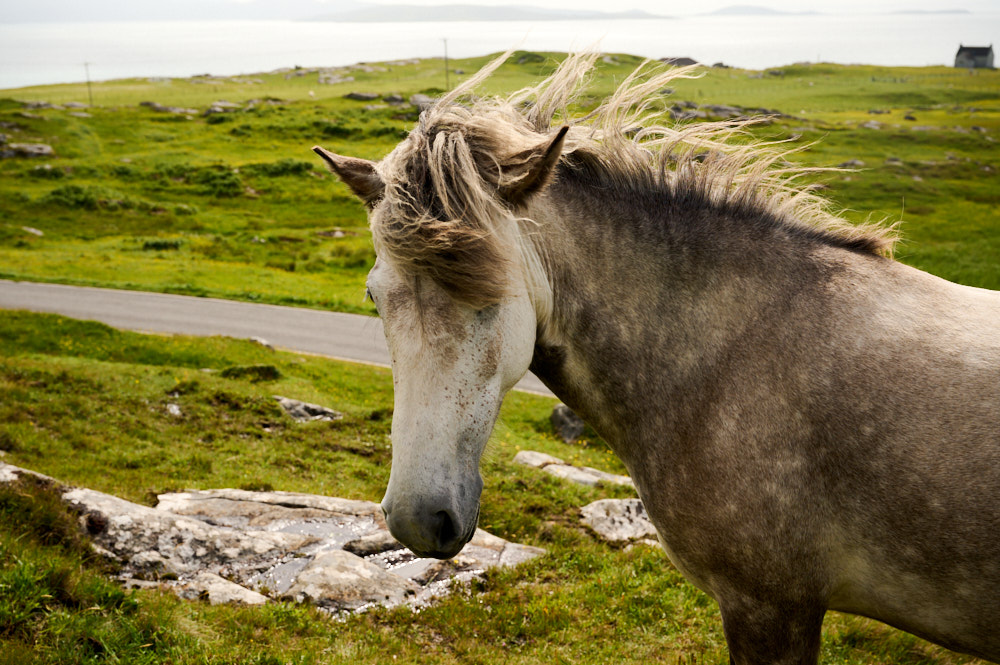 Visiting the wild ponies of Eriskay in the Outer Hebrides.
