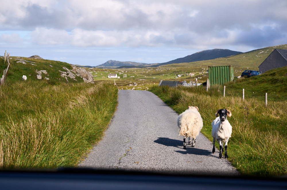 Traffic jam in South Uist