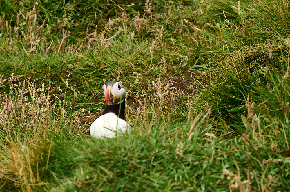 Visiting the Isle of Mingulay and sitting with puffins.