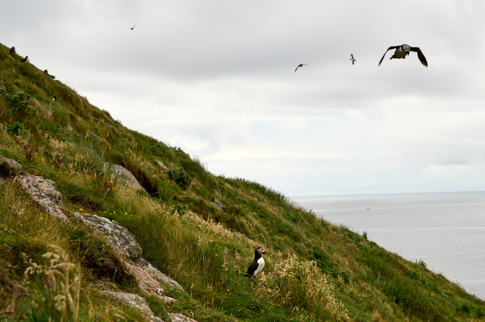 Visiting the Isle of Mingulay and sitting with puffins.