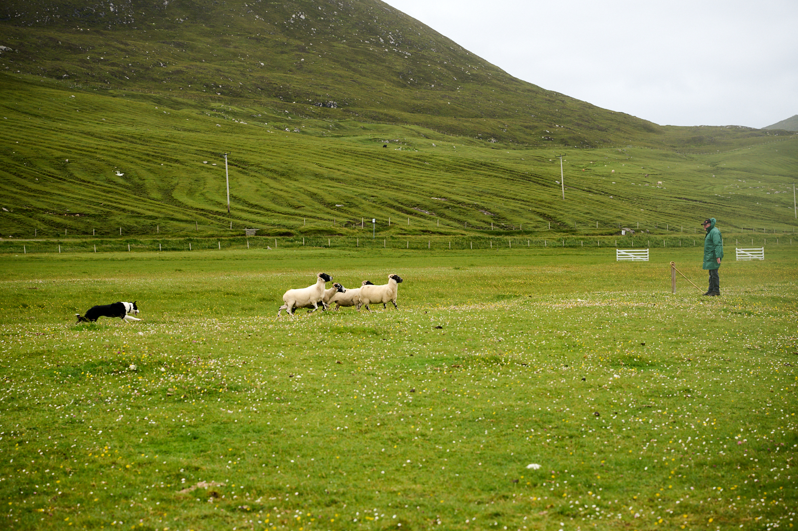 Sheep dog trials at Scarista, Isle of Harris