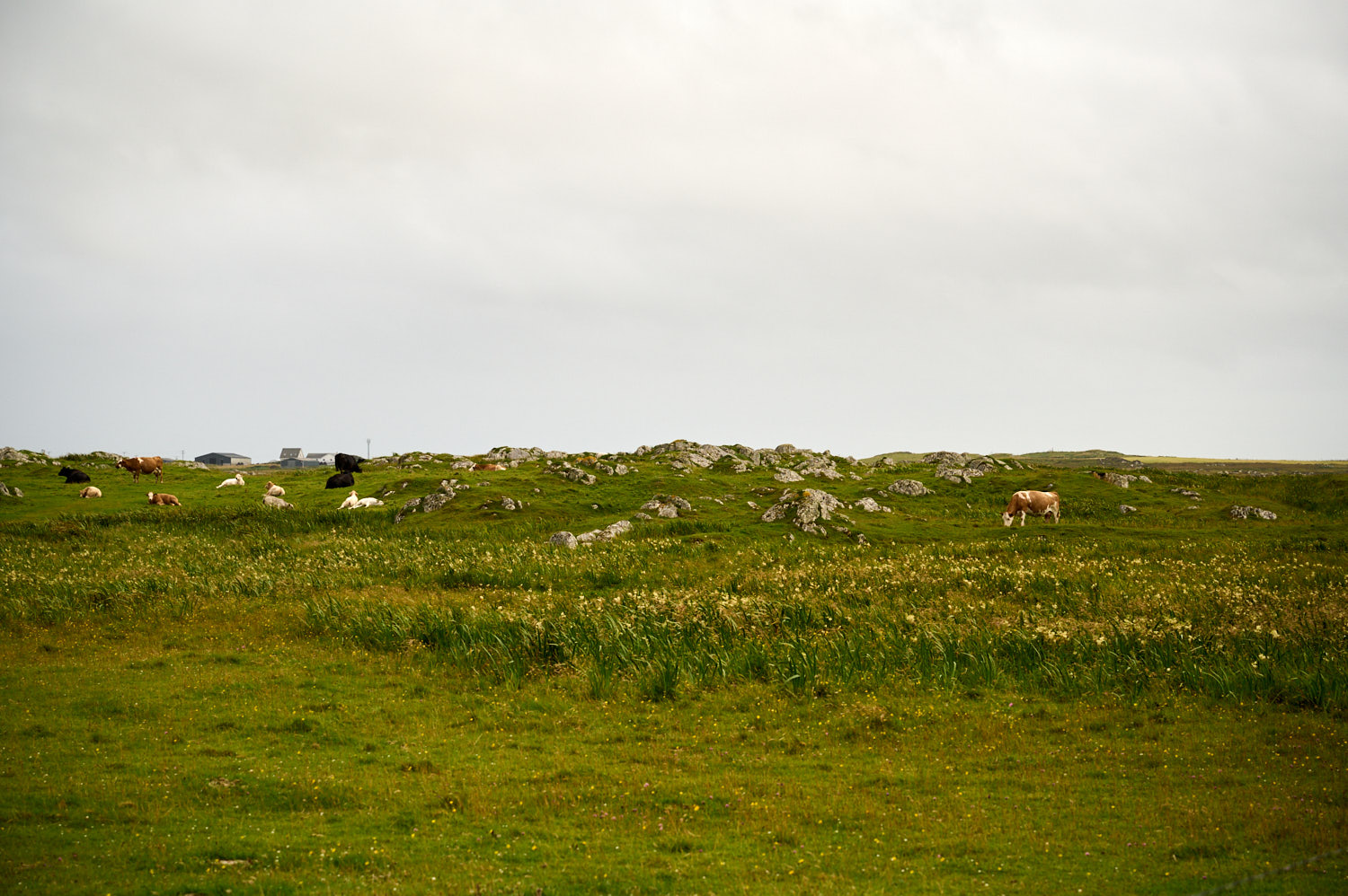Around Tiree, all the meadows and beaches