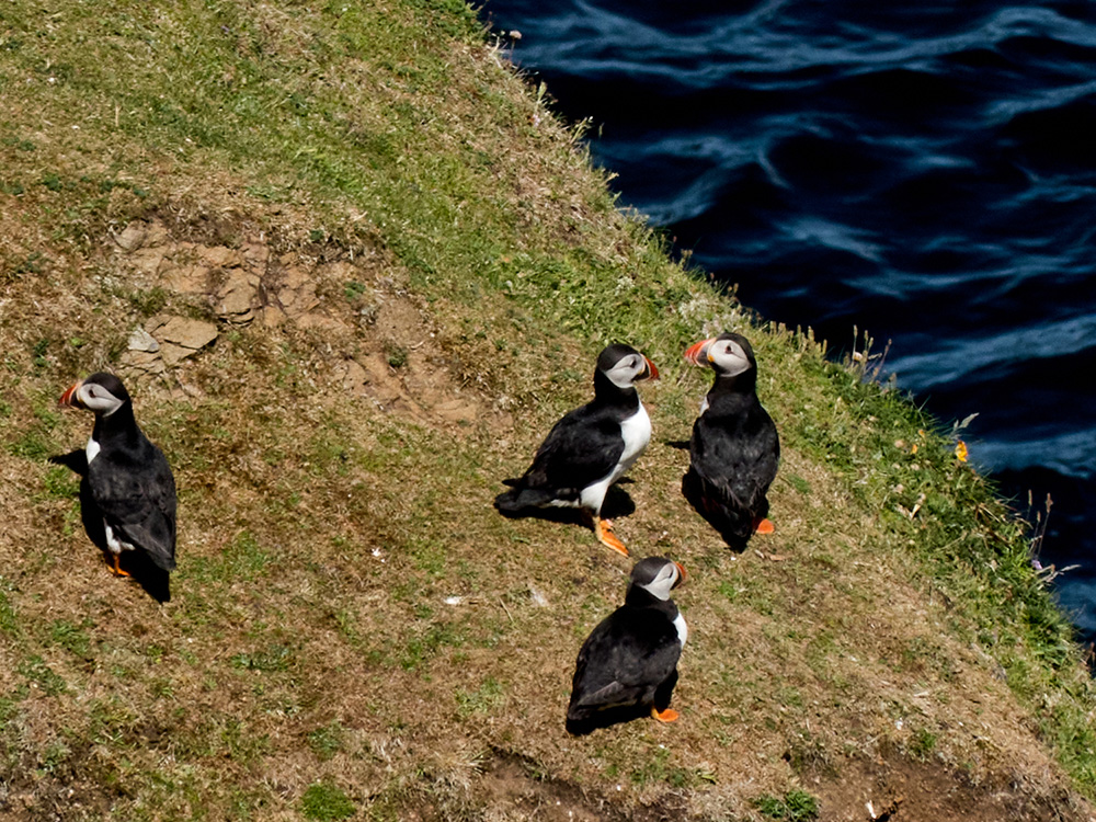 A daytrip to the Isle of Foula, Shetland Islands.