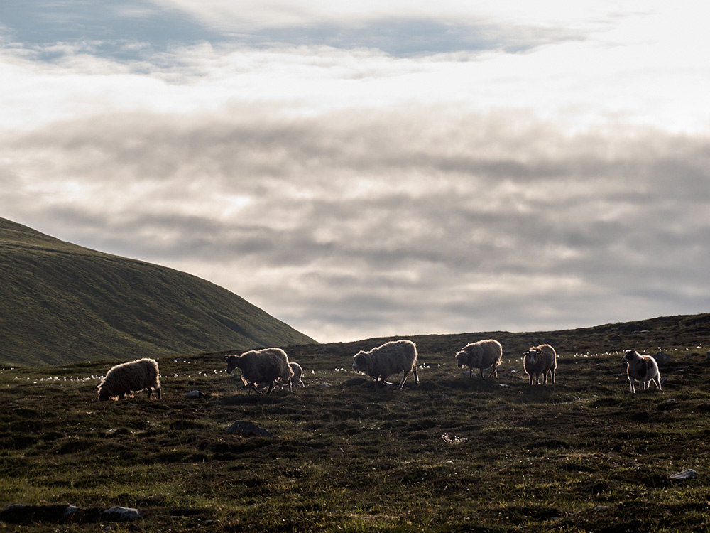 A daytrip to the Isle of Foula, Shetland Islands.